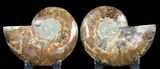 Sliced Fossil Ammonite Pair - Agatized #46519-1